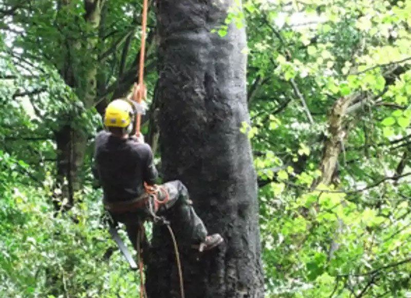 Tree care 5