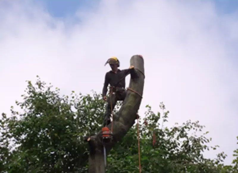 Tree care 6