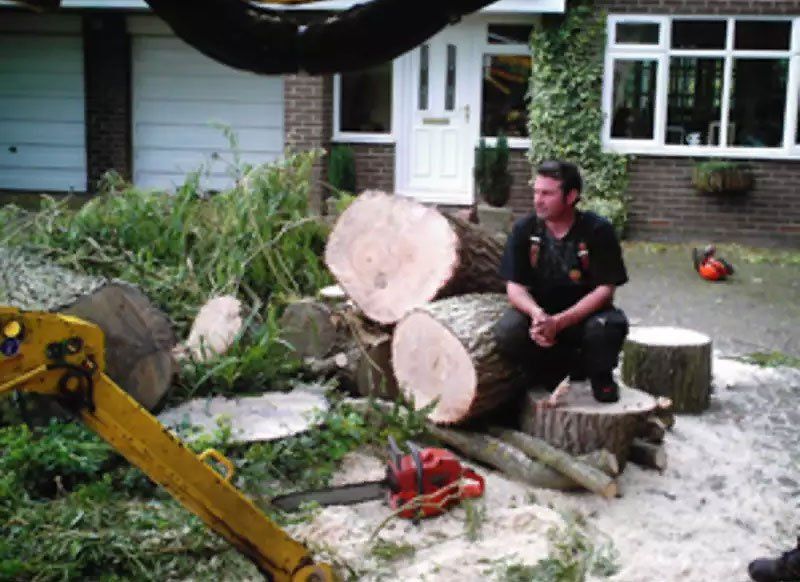 Tree care 10
