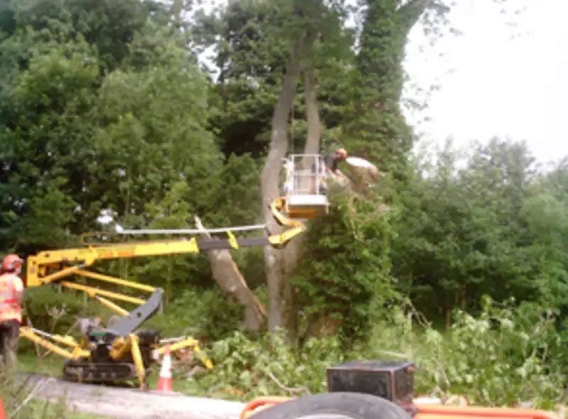 Tree care 7