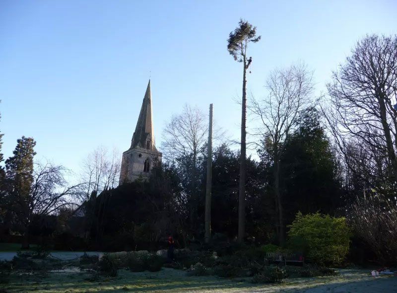Tree care 4
