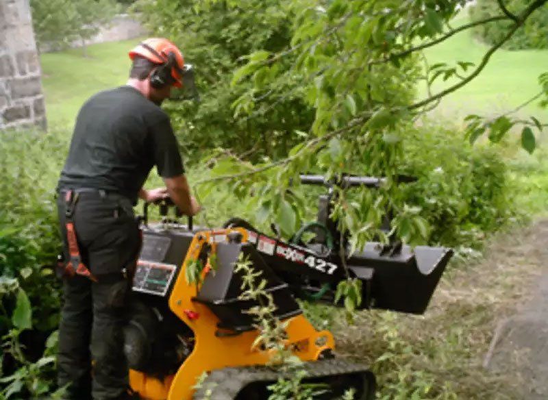 Tree care 8