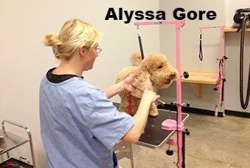 Pet Grooming Wilmington, NC