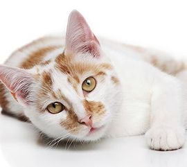 Pet Grooming Wilmington, NC