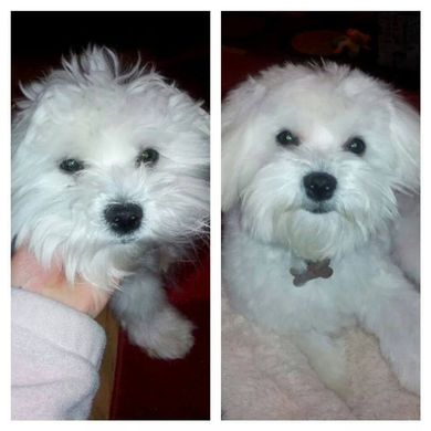 Pet Grooming Wrightsville Beach, NC