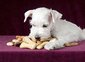 Pet Grooming Wilmington, NC