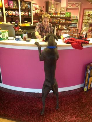 Pet Supplies Wilmington, NC