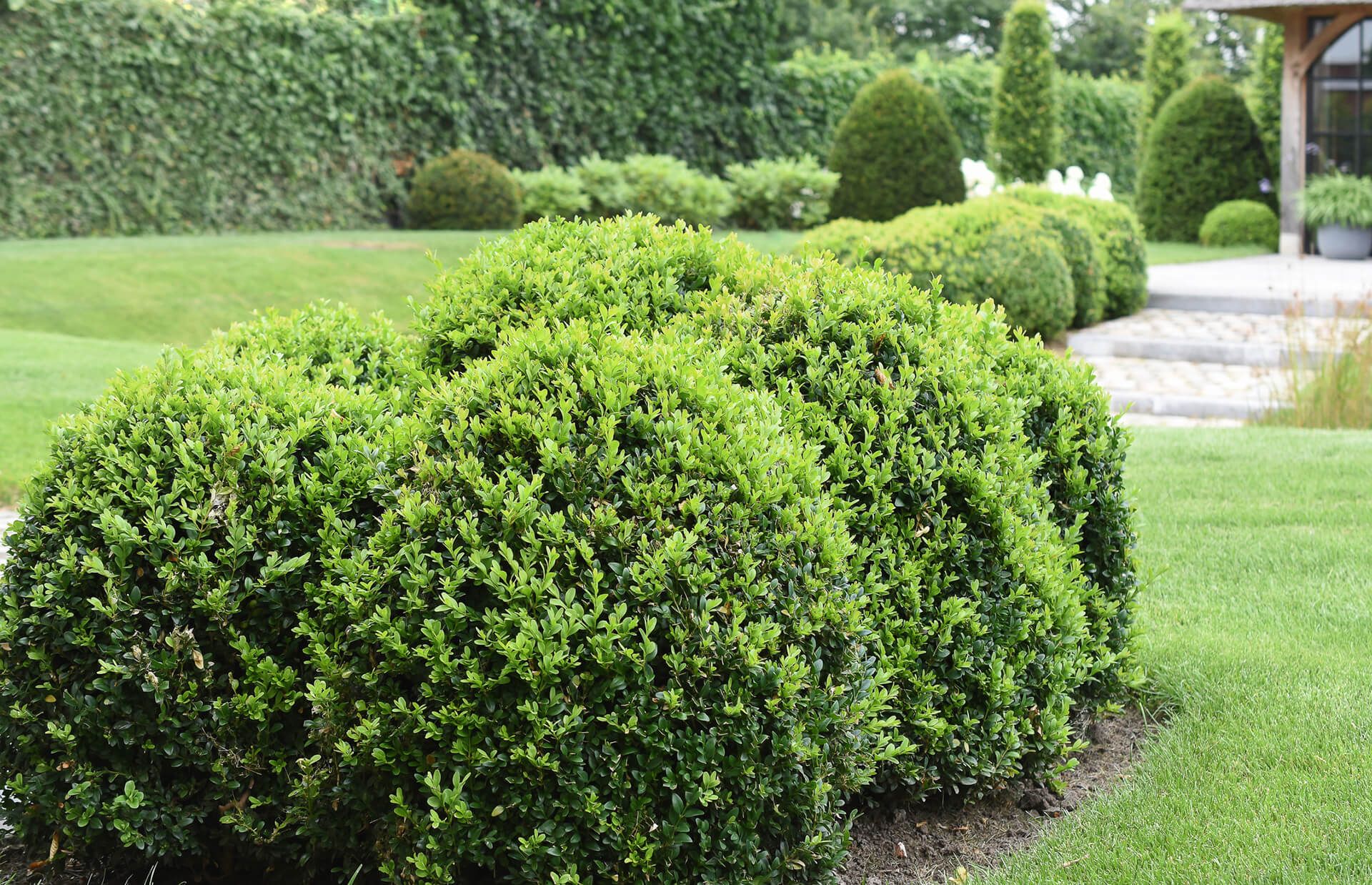 Landscaping Services — Shrubs in Louisville, KY