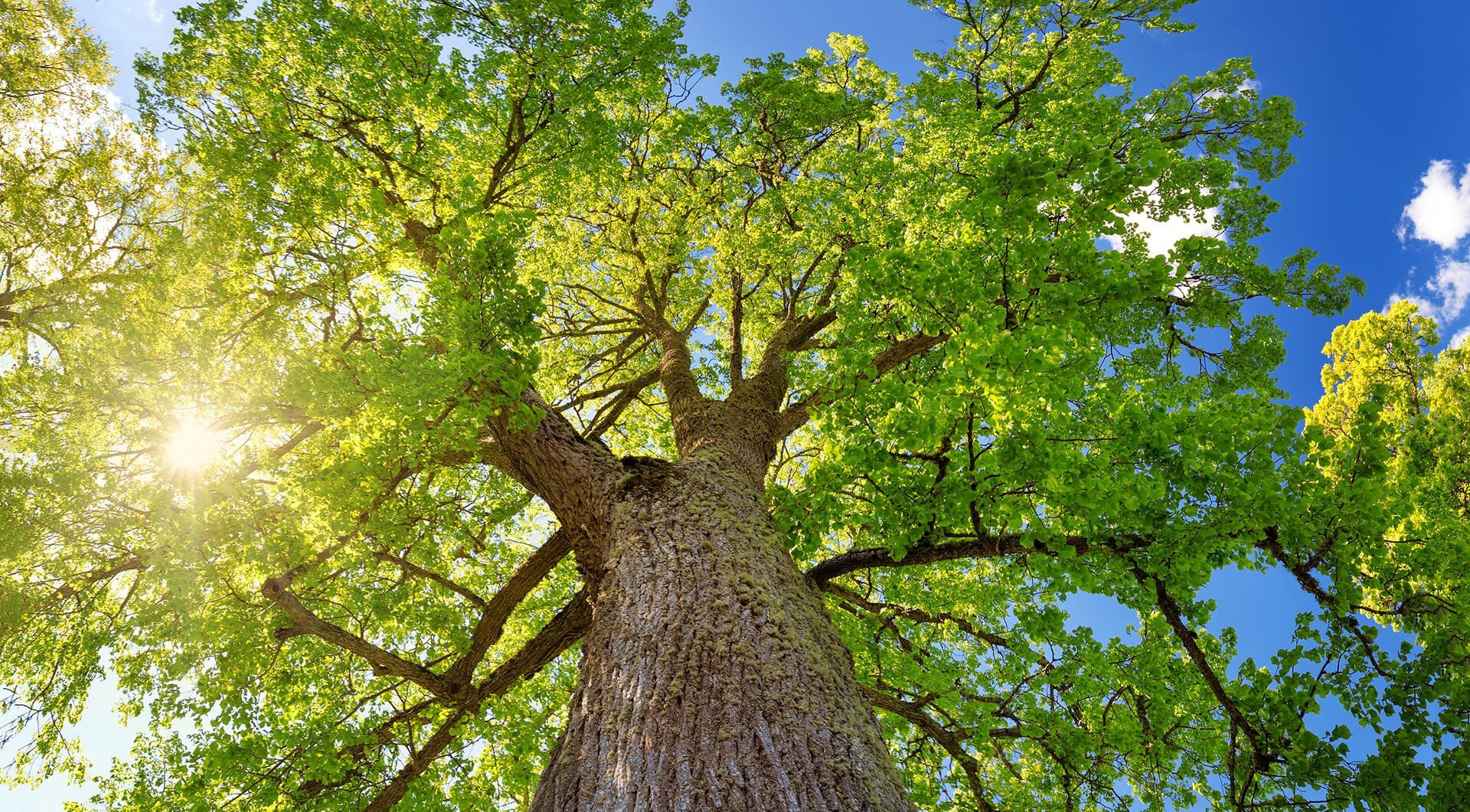 Tree Services — Huge Tree in Louisville, KY