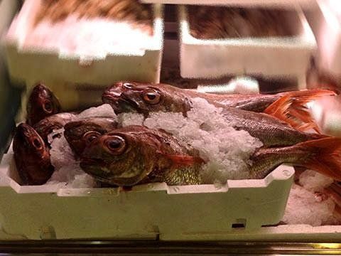 Pesci freschi conservati con ghiacci