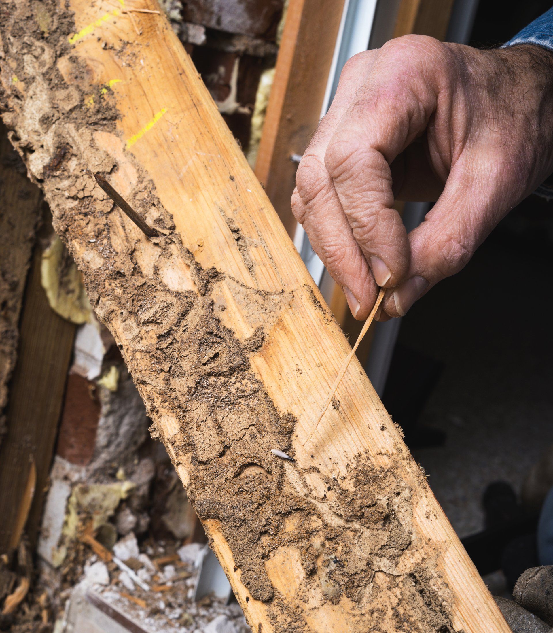Man's Hand Pointing Out Termite Damage — Core Pest Management in Buderim, QLD