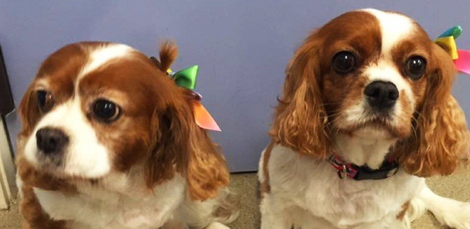 Two brown and white dogs with bows on their ears are sitting next to each other.