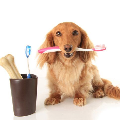 A dog with a toothbrush in its mouth next to a cup of bones