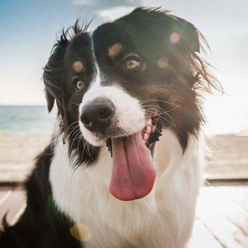 A close up of a black and white dog with its tongue hanging out