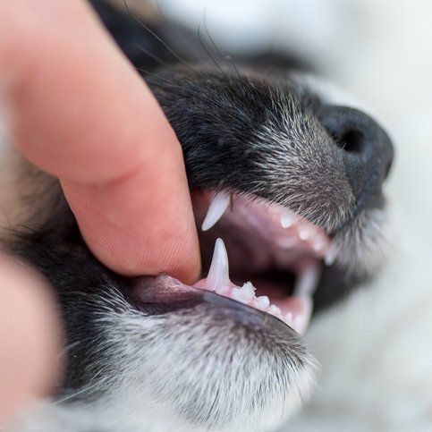 A person is touching a dog 's teeth with their finger.