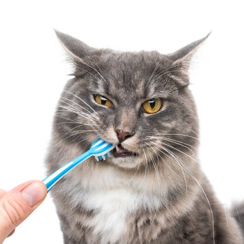 A cat is brushing its teeth with a blue toothbrush