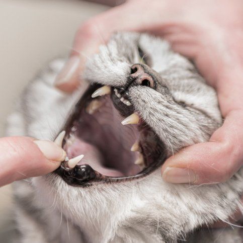 A close up of a person holding a cat 's mouth open.