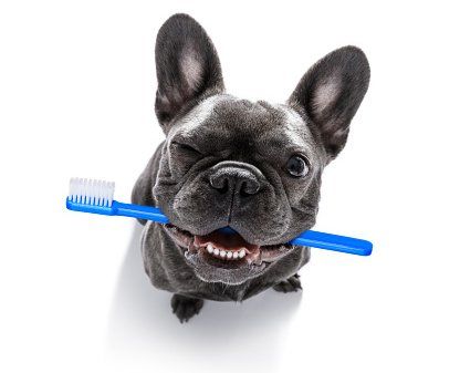 A french bulldog is holding a blue toothbrush in its mouth.