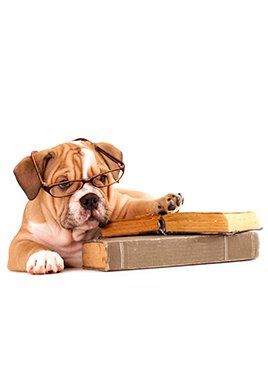 A puppy wearing glasses is laying on top of a stack of books.