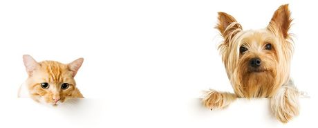 A cat and a dog are peeking over a white sign. A cat and a dog are peeking over a white sign.