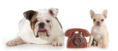 A bulldog and a puppy are sitting next to a red telephone. A bulldog and a chihuahua are sitting next to a telephone.