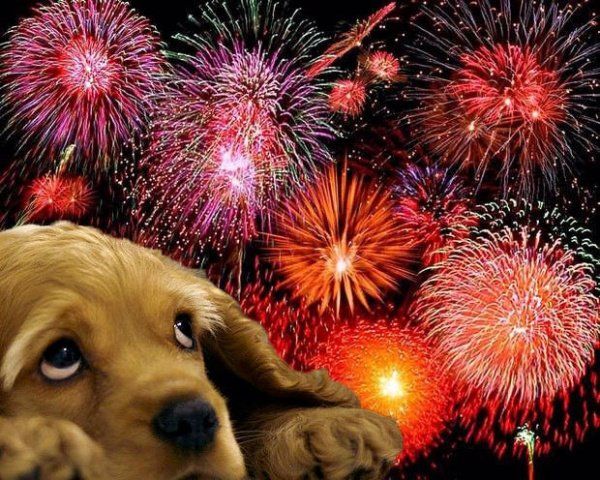 A dog is looking at fireworks in the background