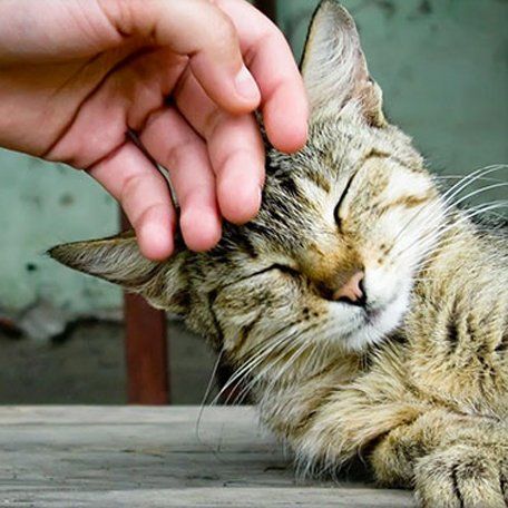A person petting a cat with its eyes closed
