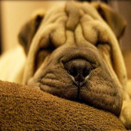 A shar pei dog is laying down with its head on a brown blanket.