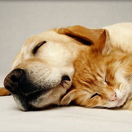 A dog and a cat are sleeping next to each other