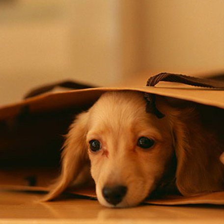A puppy is hiding under a brown paper bag