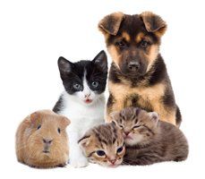 A puppy, two kittens, and a guinea pig are sitting next to each other on a white background. A puppy , kittens , and a guinea pig are sitting next to each other on a white background.