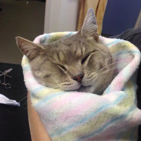 A person is holding a cat wrapped in a blanket