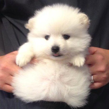 A person is holding a small white puppy in their hands.