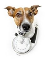 dogs with clock A dog is sitting on a scale holding a clock.