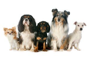 A group of dogs are sitting next to each other on a white background.