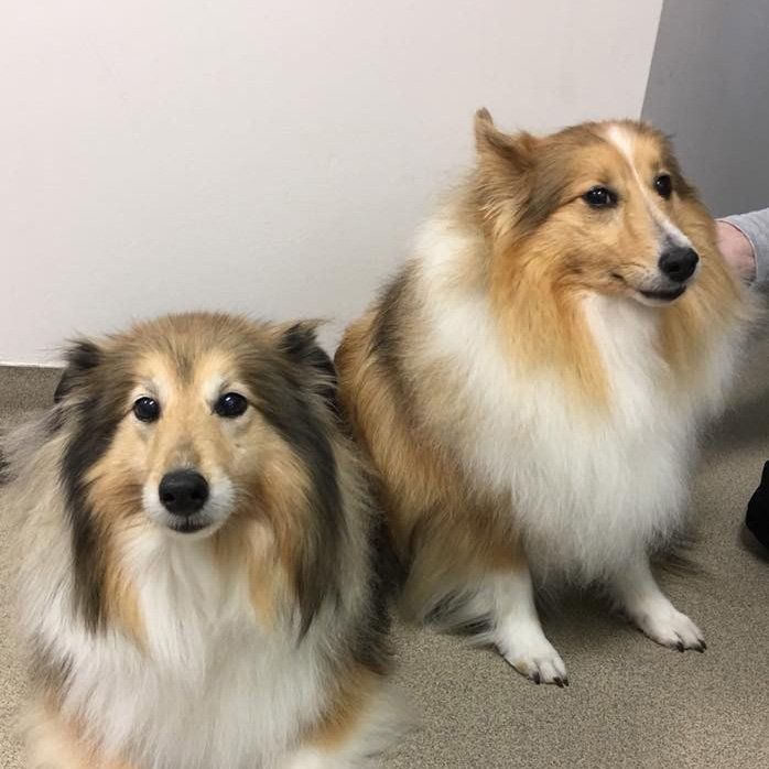 Two dogs are sitting next to each other on the floor. Two dogs are sitting next to each other on the floor.