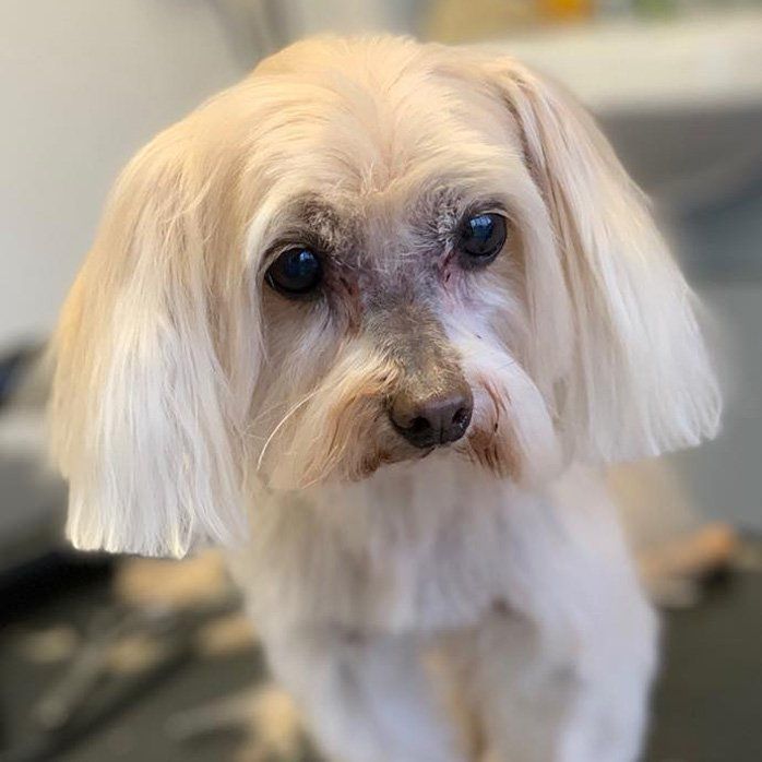 A small white dog with blue eyes is sitting on a table and looking at the camera. A small white dog with blue eyes is sitting on a table and looking at the camera.