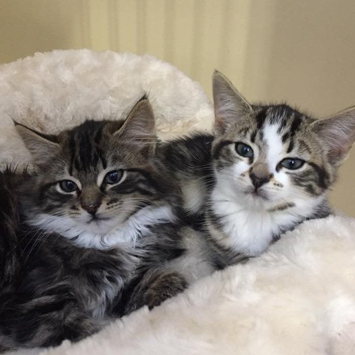 Two kittens are laying next to each other on a blanket. Two kittens are laying next to each other on a blanket.
