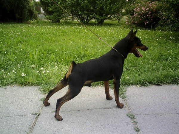 Un cane Dobermann nero focato in piedi su un marciapiede, ansimante, con un guinzaglio in un ambiente erboso all'aperto.
