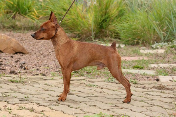 Pinscher nano rosso-marrone in piedi su un patio decorato con erba verde sullo sfondo.