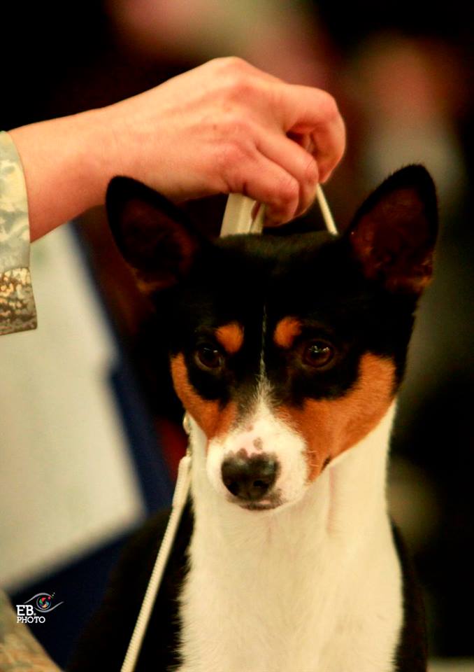 Cane Basenji con macchie nere, bianche e fulve, tenuto in braccio da una persona.