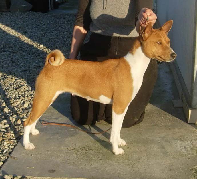 Cane Basenji marrone chiaro e bianco in piedi su una superficie di cemento, tenuto in braccio da una persona.