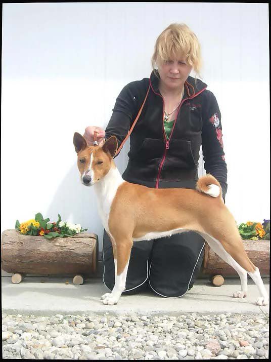 Cane Basenji in posa da esposizione con una persona vestita di nero inginocchiata accanto a lui.