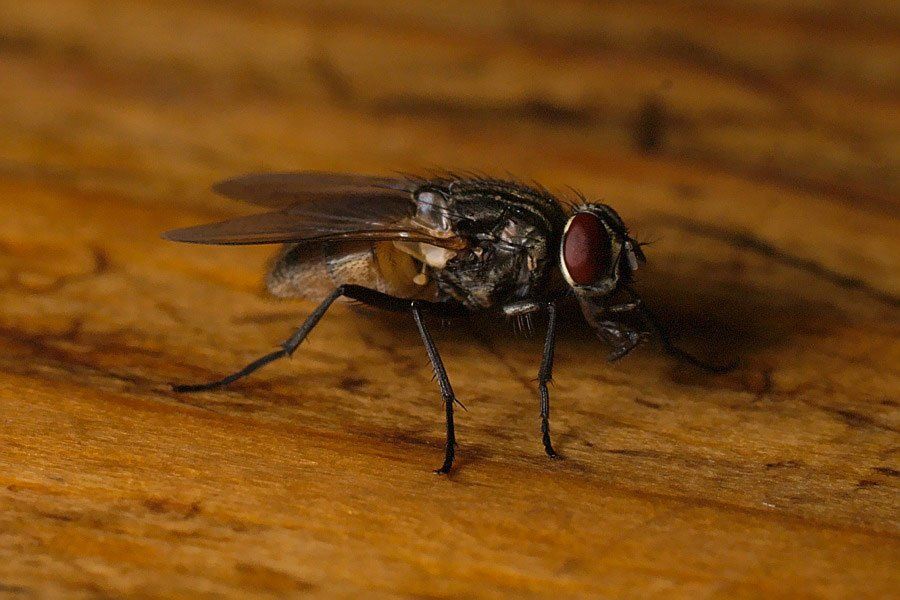 Mosca