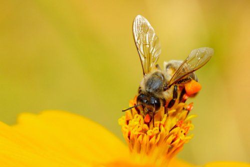 Ape durante l'impollinazione