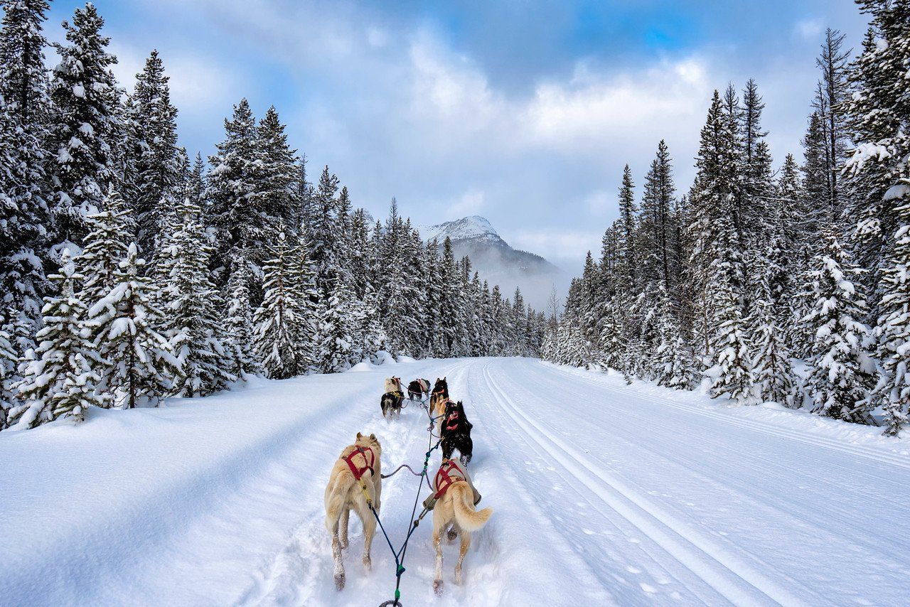 dog sled canada adventure