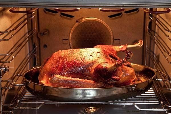 pollo