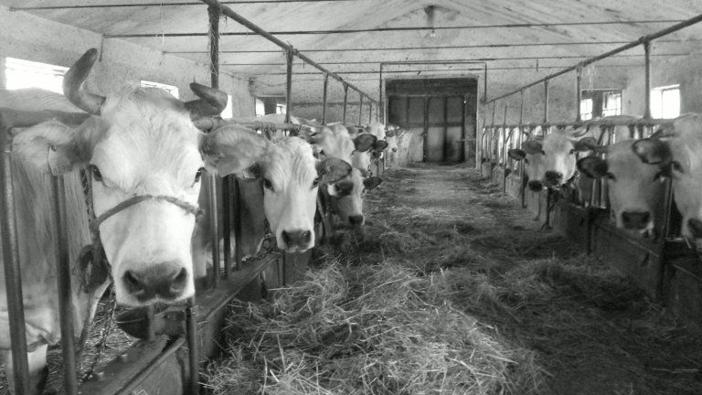 razza piemontese