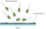 Fuel Right Biofilm