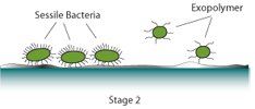 Fuel Right Bacteria